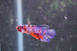 Nemo Galaxy  Koi Plakat Male Betta (ID#801-M324) Free2Day SHIPPING