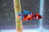 Nemo Galaxy  Koi Plakat Male Betta (ID#801-M325) Free2Day SHIPPING