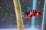 Nemo Galaxy  Koi Plakat Male Betta (ID#801-M325) Free2Day SHIPPING