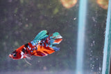 Nemo Galaxy  Koi Plakat Male Betta (ID#801-M325) Free2Day SHIPPING