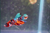 Nemo Galaxy  Koi Plakat Male Betta (ID#801-M325) Free2Day SHIPPING