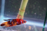 Nemo Galaxy  Koi Plakat Male Betta (ID#801-M326) Free2Day SHIPPING