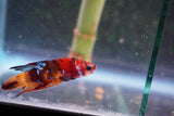 Nemo Galaxy  Koi Plakat Male Betta (ID#801-M326) Free2Day SHIPPING