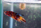 Nemo Galaxy  Koi Plakat Male Betta (ID#801-M326) Free2Day SHIPPING