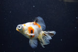 Butterfly  Calico 4 Inch (ID#321B8b-38) Free2Day SHIPPING