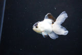 Baby Thai Oranda  Panda 3 Inch (ID#1122ToPTA-19) Free2Day SHIPPING