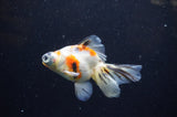 Butterfly  Calico 4 Inch (ID#321B8b-38) Free2Day SHIPPING