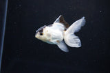 Baby Thai Oranda  Panda 3 Inch (ID#1122ToPTA-19) Free2Day SHIPPING