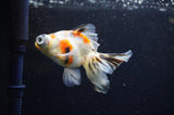 Butterfly  Calico 4 Inch (ID#321B8b-38) Free2Day SHIPPING