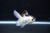 Baby Thai Oranda  Panda 3 Inch (ID#1122ToPTA-19) Free2Day SHIPPING