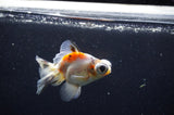 Butterfly  Calico 4 Inch (ID#321B8b-38) Free2Day SHIPPING