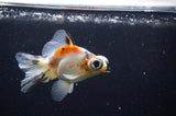 Butterfly  Calico 4 Inch (ID#321B8b-38) Free2Day SHIPPING