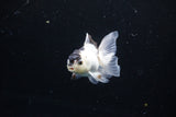 Baby Thai Oranda  Panda 3 Inch (ID#1122ToPTA-19) Free2Day SHIPPING