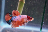 Nemo Galaxy  Koi Plakat Male Betta (ID#801-M328) Free2Day SHIPPING