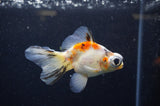 Butterfly  Calico 4 Inch (ID#321B8b-38) Free2Day SHIPPING