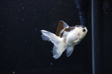 Baby Thai Oranda  Panda 3 Inch (ID#1122ToPTA-19) Free2Day SHIPPING