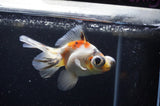 Butterfly  Calico 4 Inch (ID#321B8b-38) Free2Day SHIPPING