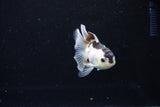 Baby Thai Oranda  Panda 3 Inch (ID#1122ToPTA-19) Free2Day SHIPPING