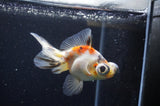 Butterfly  Calico 4 Inch (ID#321B8b-38) Free2Day SHIPPING