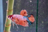 Nemo Galaxy  Koi Plakat Male Betta (ID#801-M328) Free2Day SHIPPING