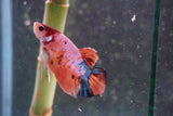 Nemo Galaxy  Koi Plakat Male Betta (ID#801-M328) Free2Day SHIPPING