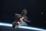 Baby Thai Oranda  Panda 4 Inch (ID#1122ToPTA-20) Free2Day SHIPPING