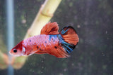 Nemo Galaxy  Koi Plakat Male Betta (ID#801-M328) Free2Day SHIPPING