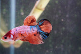 Nemo Galaxy  Koi Plakat Male Betta (ID#801-M328) Free2Day SHIPPING