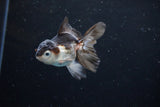 Baby Thai Oranda  Panda 4 Inch (ID#1122ToPTA-20) Free2Day SHIPPING