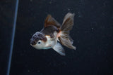 Baby Thai Oranda  Panda 4 Inch (ID#1122ToPTA-20) Free2Day SHIPPING