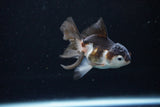 Baby Thai Oranda  Panda 4 Inch (ID#1122ToPTA-20) Free2Day SHIPPING