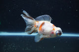 Butterfly  Calico 4 Inch (ID#321B8b-39) Free2Day SHIPPING