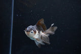 Baby Thai Oranda  Panda 4 Inch (ID#1122ToPTA-20) Free2Day SHIPPING