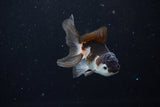 Baby Thai Oranda  Panda 4 Inch (ID#1122ToPTA-20) Free2Day SHIPPING