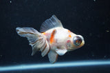 Butterfly  Calico 4 Inch (ID#321B8b-39) Free2Day SHIPPING