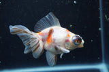 Butterfly  Calico 4 Inch (ID#321B8b-39) Free2Day SHIPPING