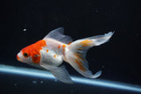 Ryukin  Red White 4.5 Inch (ID#1105Ry7a-4) Free2Day SHIPPING