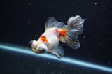Butterfly  Calico 4 Inch (ID#321B8b-39) Free2Day SHIPPING