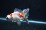 Butterfly  Calico 4 Inch (ID#321B8b-39) Free2Day SHIPPING