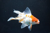 Ryukin  Red White 4.5 Inch (ID#1105Ry7a-4) Free2Day SHIPPING