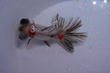 Butterfly  Calico 4 Inch (ID#321B8b-39) Free2Day SHIPPING
