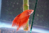 Red    Crowntail Male Betta (ID#801-M330) Free2Day SHIPPING