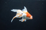 Ryukin  Red White 4.5 Inch (ID#1105Ry7a-4) Free2Day SHIPPING