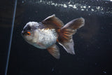 Thai Oranda  Tricolor 4.5 Inch (ID#207T5c-129)