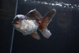 Thai Oranda  Tricolor 4.5 Inch (ID#207T5c-129)