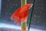 Red    Crowntail Male Betta (ID#801-M330) Free2Day SHIPPING