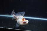 Butterfly  Calico 3.5 Inch (ID#321B8b-40) Free2Day SHIPPING