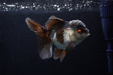 Thai Oranda  Tricolor 4.5 Inch (ID#207T5c-129)