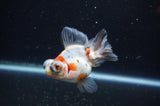 Butterfly  Calico 3.5 Inch (ID#321B8b-40) Free2Day SHIPPING