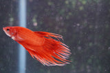 Red    Crowntail Male Betta (ID#801-M330) Free2Day SHIPPING